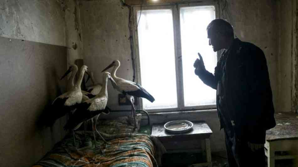 Winter: Bulgaren öffnen ihr Heim für in der Kälte gestrandete Störche