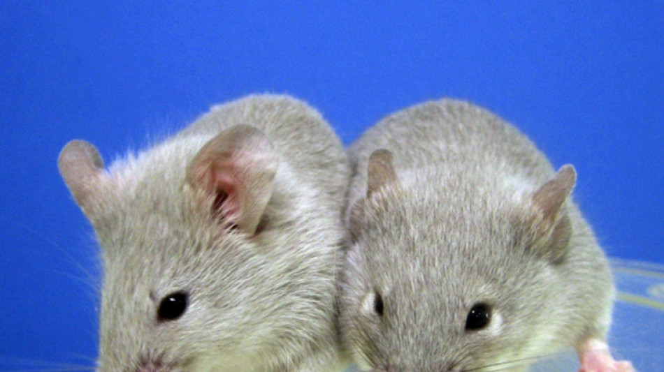 Heidelberger Forscher entdecken zweite Stammzellart im Gehirn von Mäusen
