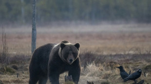 Aiwanger fordert Entnahme von in Bayern gesichtetem Bären bei weiteren Vorfällen