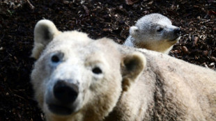 Eisbärenbaby in Hamburger Tierpark Hagenbeck ist ein Mädchen