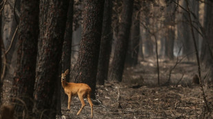Rekordfläche von 660.000 Hektar Land in diesem Jahr in Europa verbrannt