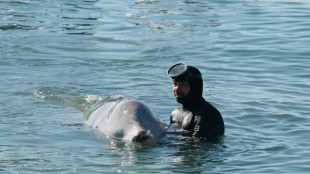 Kleiner offenbar verletzter Wal in der Nähe von Athen gestrandet