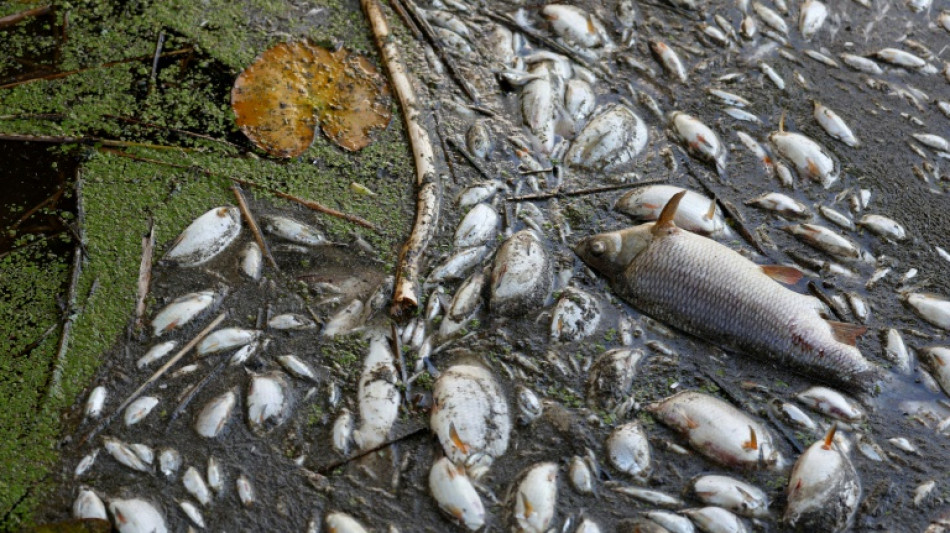 Ursache des Fischsterbens in Oder gibt Behörden weiterhin Rätsel auf 