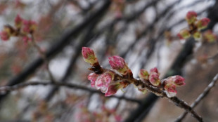 Wetterdienst: Risiko für Frostschäden bei Pflanzen sinkt trotz Klimawandels nicht