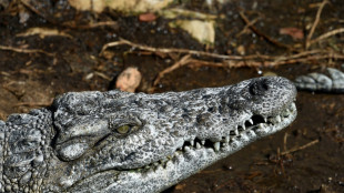 Vermeintliches Krokodil löst in Bayern Polizeieinsatz aus