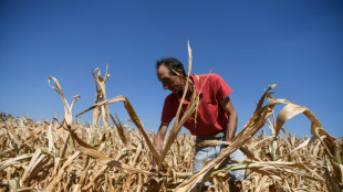 Bauernpräsident befürchtet Ernte-Einbußen wegen Trockenheit in Deutschland