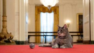 US-Präsidentenfamilie heißt Katze im Weißen Haus willkommen