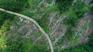 Statistisches Bundesamt: Schadholzeinschlag aus den Wäldern steigt auf Rekordwert