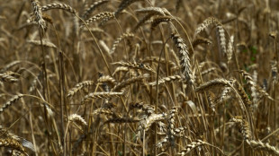 Bauernverband rechnet mit Ernte von 21 Millionen Tonnen Weizen