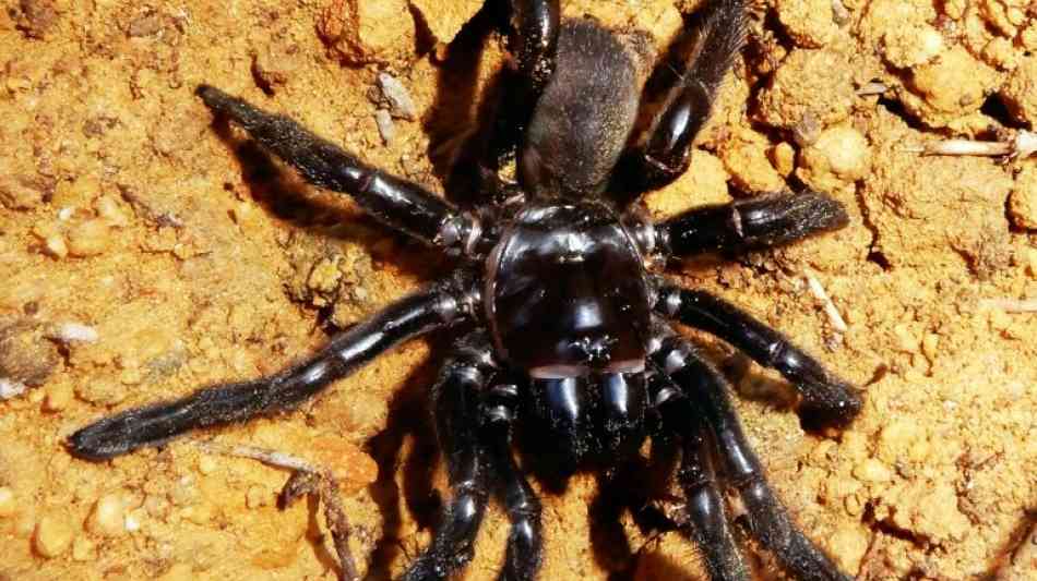 Tierwelt - Älteste Spinne der Welt gestorben - an einem Wespenstich