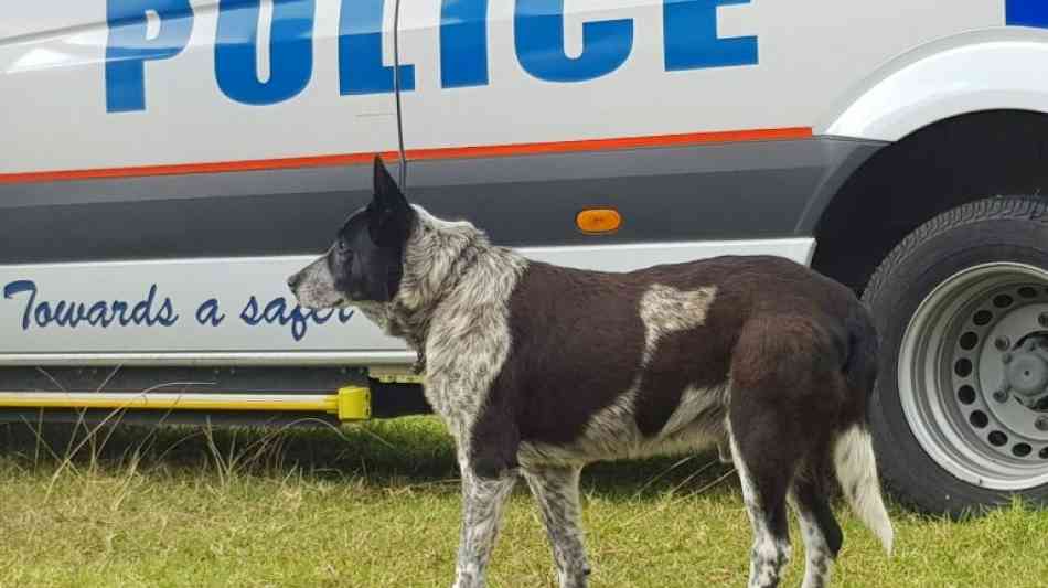 "Ehren-Polizeihund" nach Rettung von Dreijähriger in australischer Wildnis