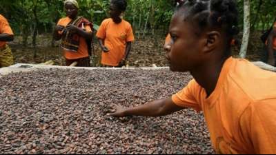 Preise für Kakao steigen nach Produktionsstopp in Ghana