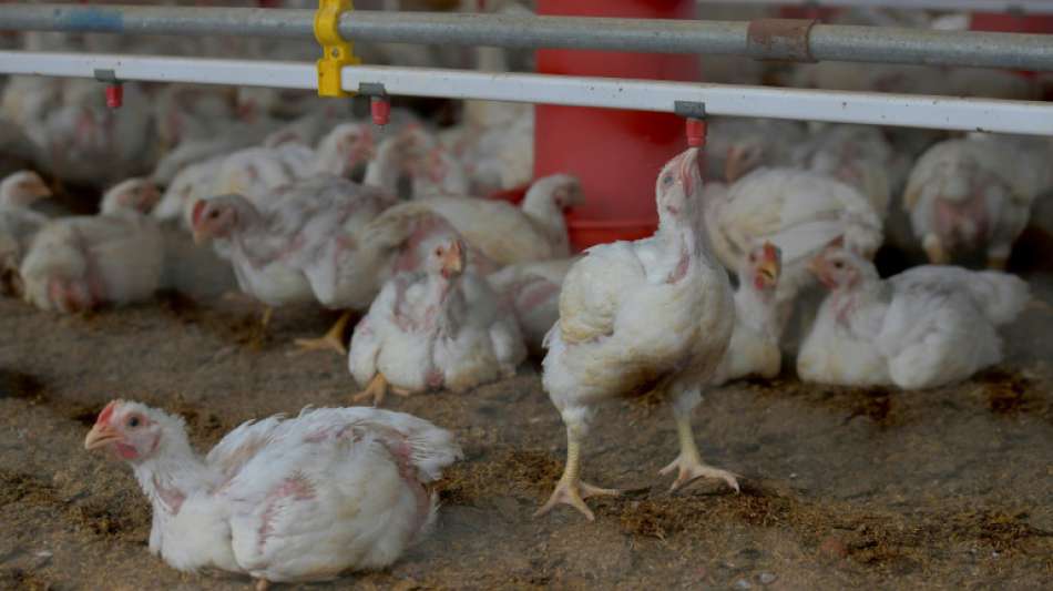 Potsdam: Gef&auml;hrliche Gefl&uuml;gelpest breitet sich weiter massiv aus