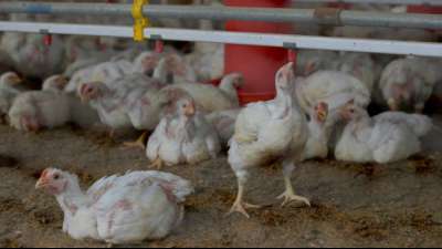 Potsdam: Gef&auml;hrliche Gefl&uuml;gelpest breitet sich weiter massiv aus