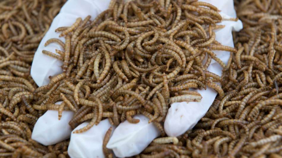 Verbraucherschützer bemängeln lückenhafte Kennzeichnung bei Lebensmitteln mit Insekten