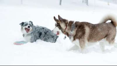 Studie: Hunde wollen im Spiel ihren Herrchen Freude bereiten