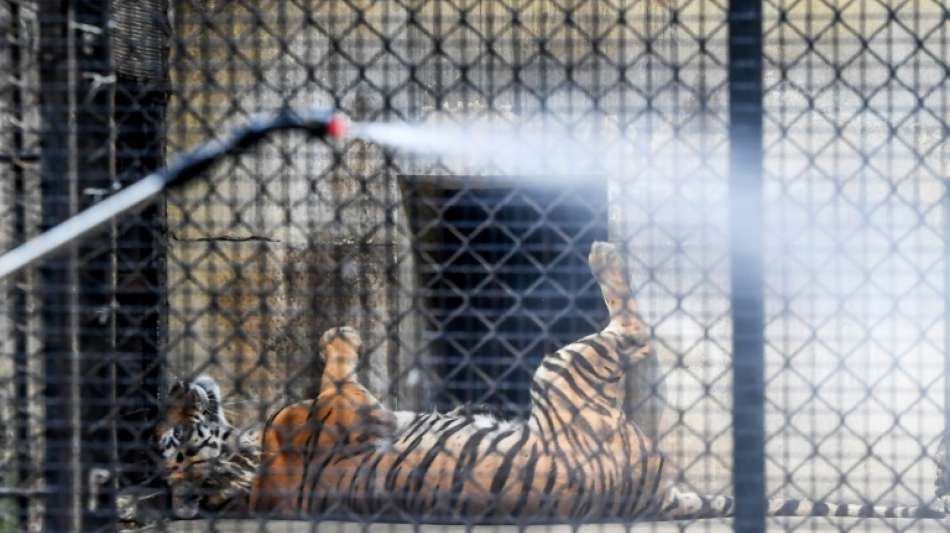Auch Zoo-Tiger in Indien müssen wegen Coronavirus Abstand halten