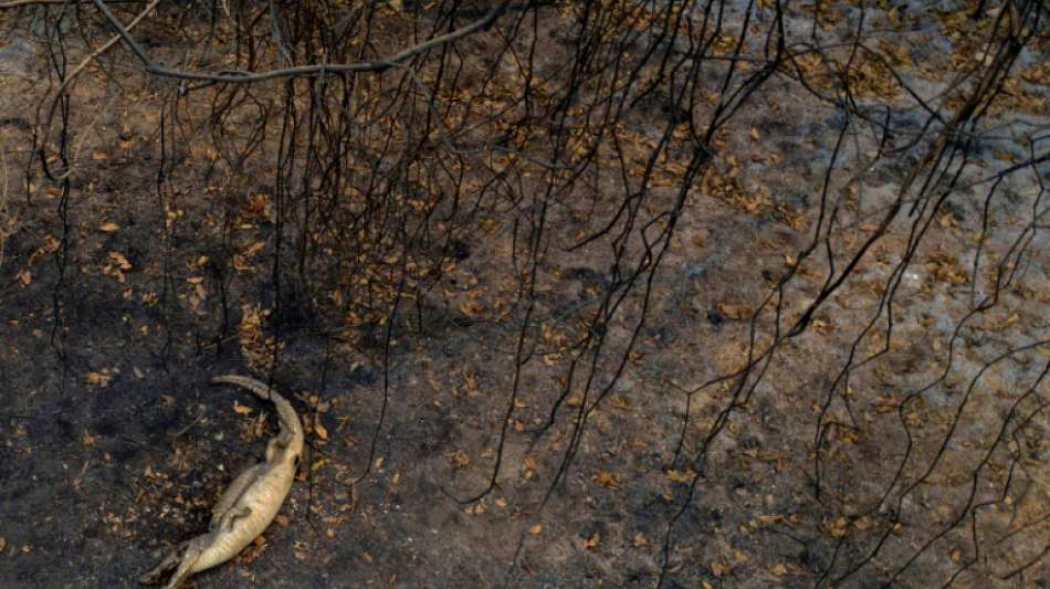 Rekordzahl an Bränden im Amazonas sorgt im Oktober für mehr Schäden als je zuvor