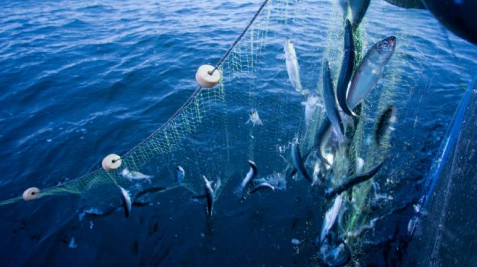 Bundesregierung fordert mehr Mittel für Überwachung der Fischerei