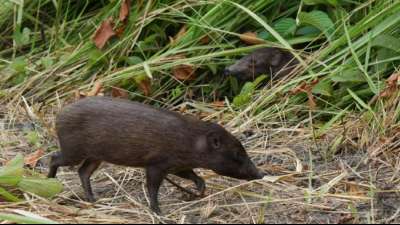 Bedrohte Zwergwildschweine in Indien in freie Wildbahn entlassen