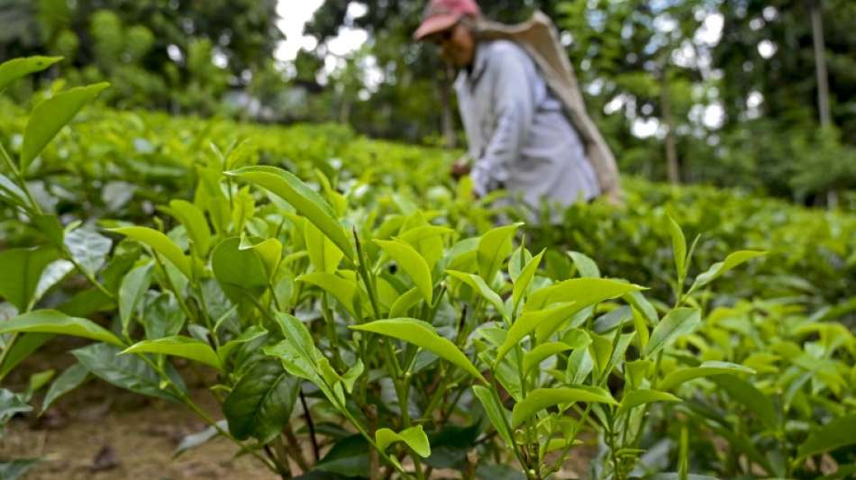 Sri Lanka importiert wegen schlechter Tee-Ernte wieder Kunstdünger 