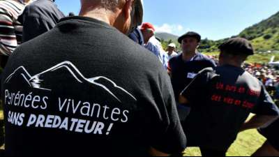 "Problembären-Alarm" in den Pyrenäen