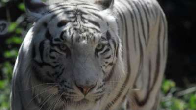 Tiger auf Borneo nach Zooausbruch und Tötung von Wärter lebend eingefangen