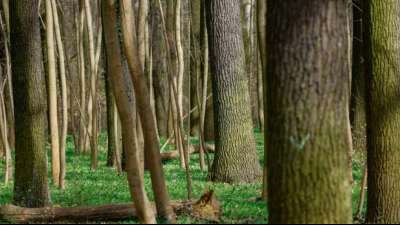 Verbandschef ruft Waldbesitzer zu Sägestreik auf