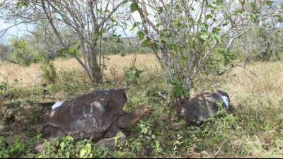 Auf Flughafen der Gal&aacute;pagos-Inseln 185 Schildkr&ouml;ten in Koffer