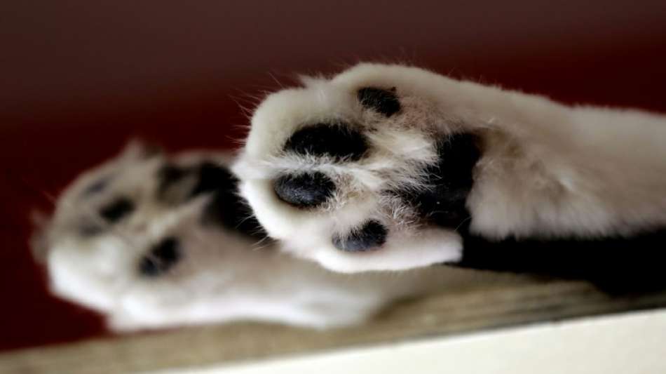 Etwa 100 tote Katzen bei einem 81-J&auml;hrigen in Nizza entdeckt