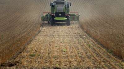 Europas Landwirte pflanzen mehr H&uuml;lsenfr&uuml;chte wie Soja und Lupinen
