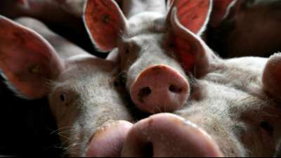 China verbietet Import von Schweinefleisch aus Deutschland