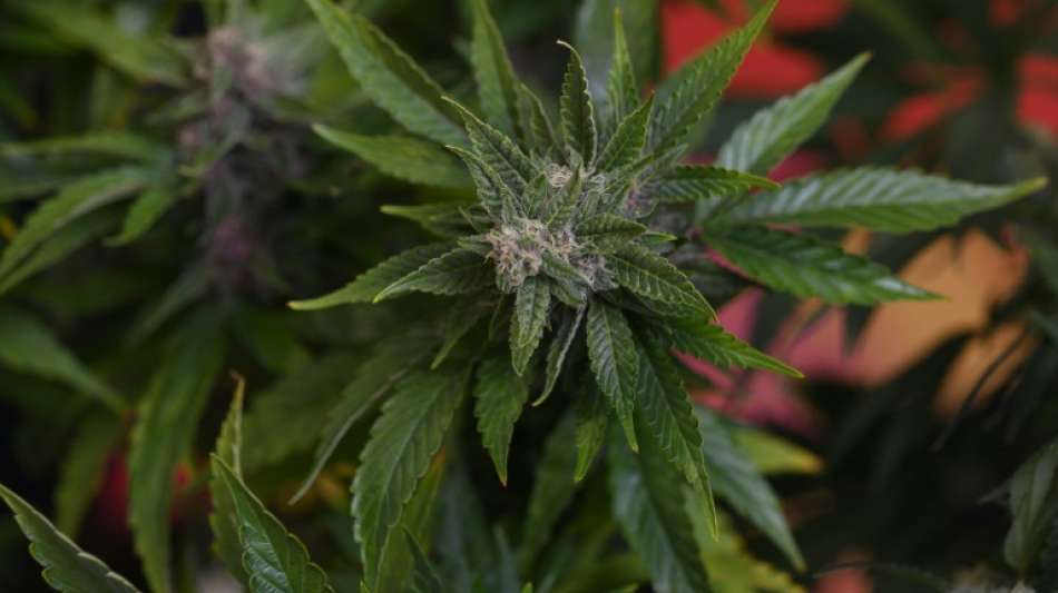 Zoll hebt zwei Cannabisplantagen in Haus im Saarland aus
