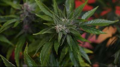 Zoll hebt zwei Cannabisplantagen in Haus im Saarland aus