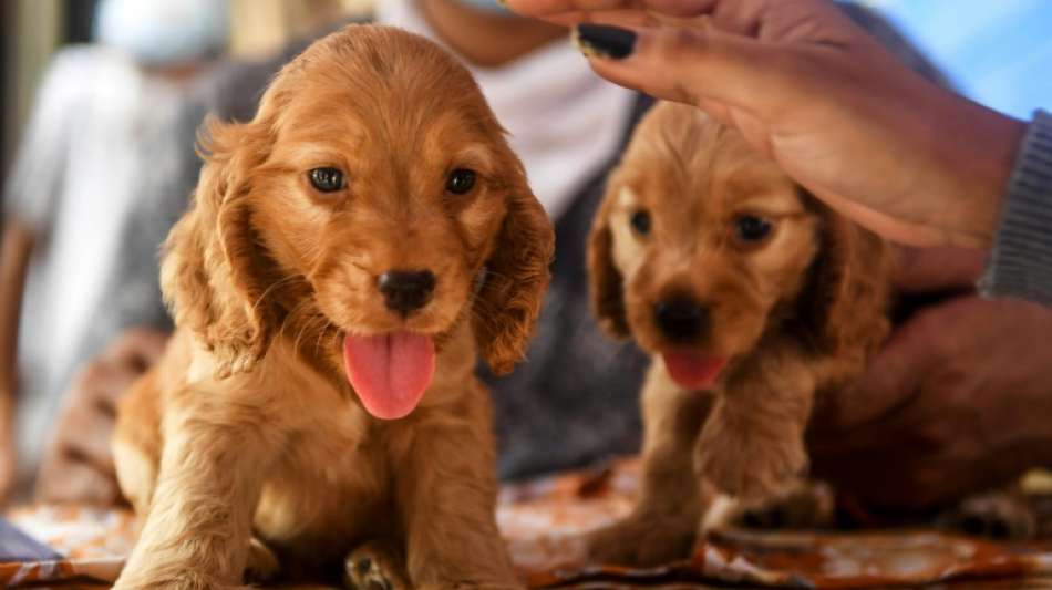 Kl&ouml;ckner will gegen unseri&ouml;se Hundeverk&auml;ufer im Internet vorgehen