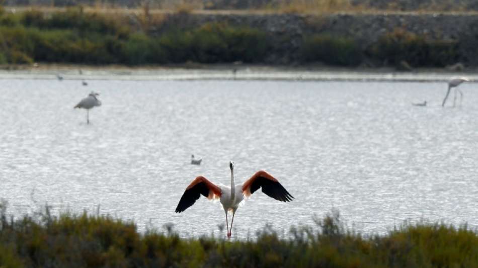Greenpeace fordert zum Beginn von Artenvielfaltskonferenz mehr Naturschutzgebiete