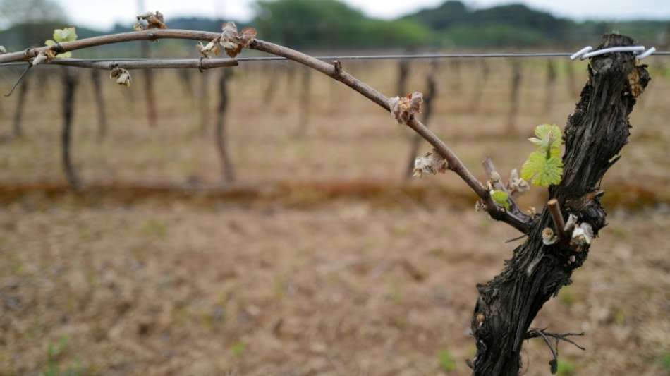 Frankreichs Winzern droht historischer Ernteeinbruch wegen Aprilfr&ouml;sten
