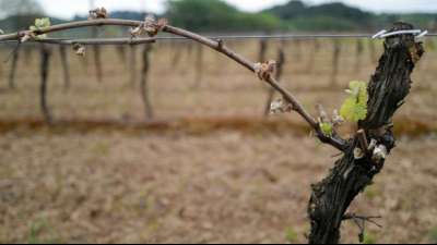 Frankreichs Winzern droht historischer Ernteeinbruch wegen Aprilfr&ouml;sten