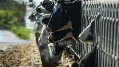 Studie: Emissionen der gro&szlig;en europ&auml;ischen Fleisch- und Milchkonzerne steigen 