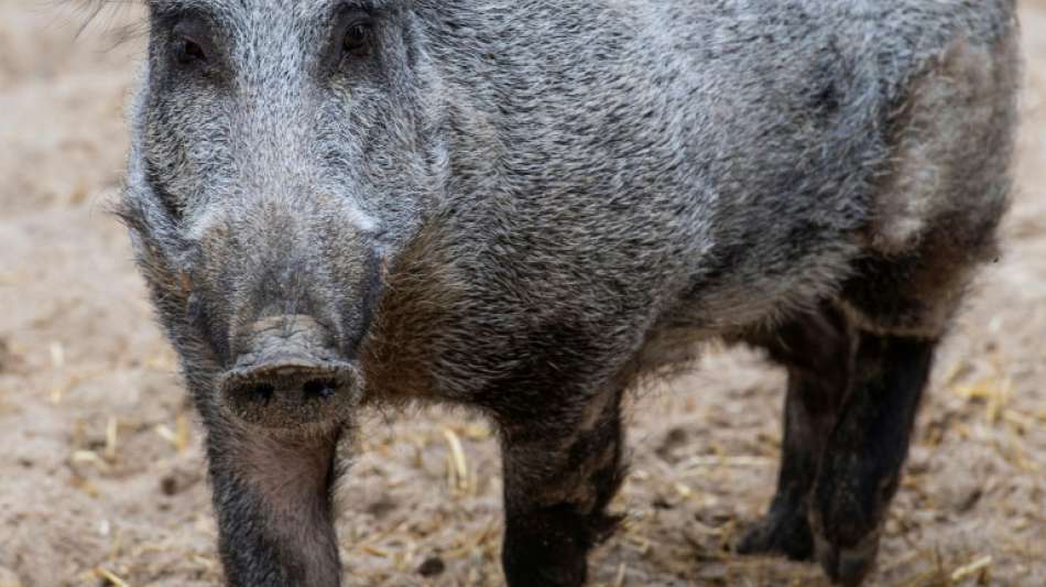 Verletztes Wildschwein macht Stadtteil von Heidelberg unsicher