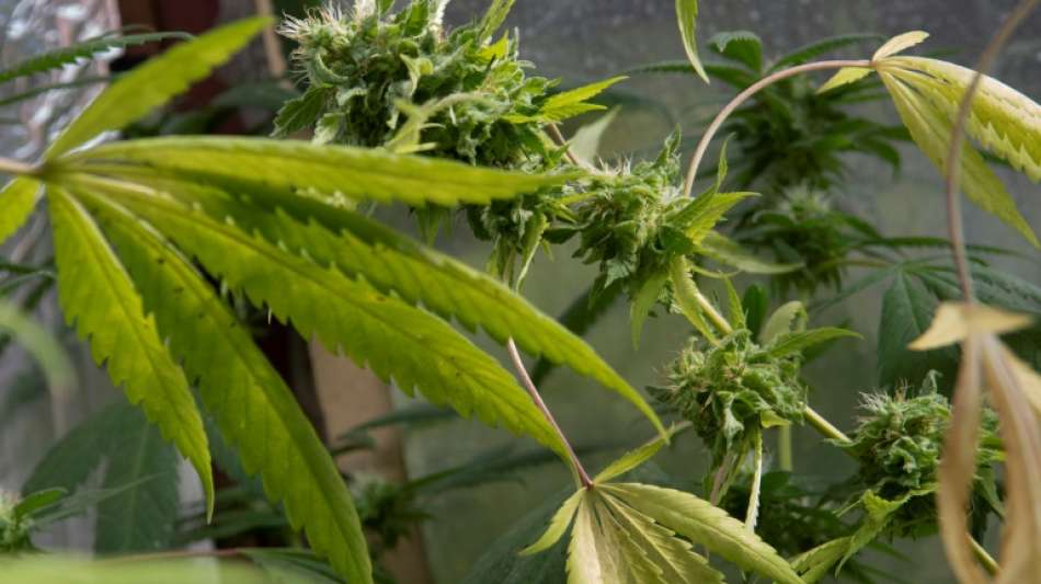 Ampel-Koalition: Keine baldige Cannabis-Freigabe in Deutschland
