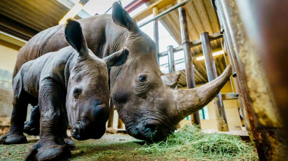 Nashorn ertrinkt bei Paarungsunfall in niederländischem Zoo