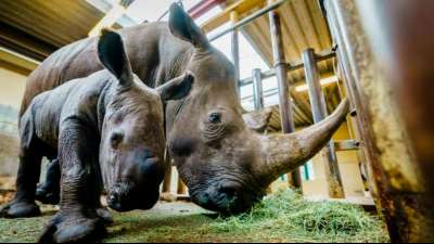 Nashorn ertrinkt bei Paarungsunfall in niederl&auml;ndischem Zoo