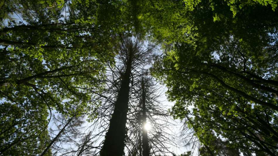 Stra&szlig;enb&auml;ume in der Stadt st&auml;rken psychische Gesundheit