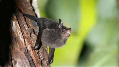 Studie: Fledermaus-Nachwuchs brabbelt wie menschliche Babys