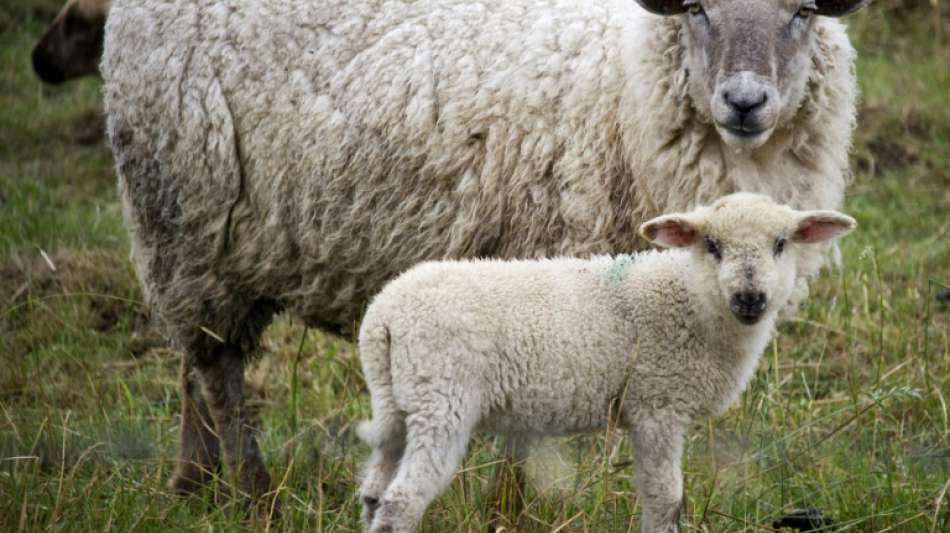 Weiterer Fall brutaler Tierqu&auml;lerei in Baden-W&uuml;rttemberg entdeckt
