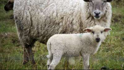 Weiterer Fall brutaler Tierqu&auml;lerei in Baden-W&uuml;rttemberg entdeckt