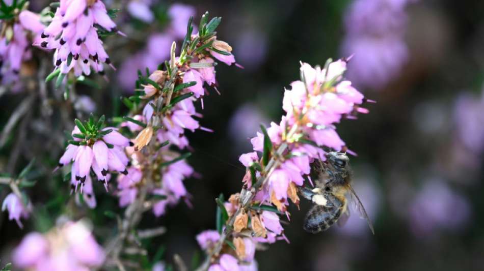 Europ&auml;ischer Gerichtshof best&auml;tigt Verbot von zwei bienensch&auml;dlichen Insektiziden