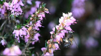 Europ&auml;ischer Gerichtshof best&auml;tigt Verbot von zwei bienensch&auml;dlichen Insektiziden