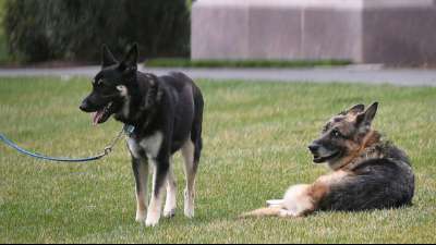Bidens Sch&auml;ferhund Major bekommt "First-Dog"-Unterricht